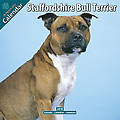 Staffordshire Bull Terrier 2010 Calendar 10076-10