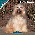 Tibetan Terrier 2010 Calendar 10098-10