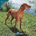 Vizsla 2010 Calendar 10090-10