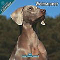 Weimaraner 2010 Calendar 10077-10