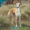 Whippet 2010 Calendar 10079-10