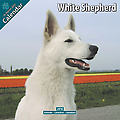 White Shepherd 2010 Calendar 10095-10