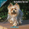 Yorkshire Terrier 2010 Calendar 10080-10