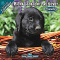 Black Labrador Retriver Puppies 2010 Calendar 1020