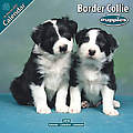 Border Collie Puppies 2010 Calendar 10210-10