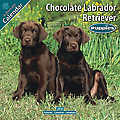 Chocolate Labrador Retriever Puppies 2010 Calendar