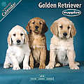 Golden Retriever Puppies 2010 Calendar 10206-10(Case of 12)