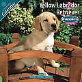 Yellow Labrador Retriever Puppies 2010 Calendar 10