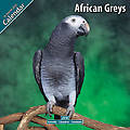 African Greys 2010 Calendar 11082-10