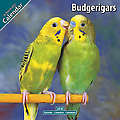 Budgerigar 2010 Calendar 11084-10