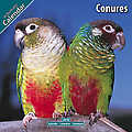 Conures 2010 Calendar 11088-10