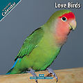Love Birds 2010 Calendar 11080-10