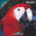 Macaws 2010 Calendar 11087-10