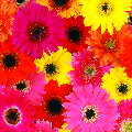 Gerbera Daisies 12X12 25Ct
