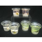 Shanti Sea Shell Gel Candle 2 Pack