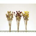 Thistle Stem x8 (x3 Asst.)