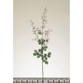 Thalictrum Stem