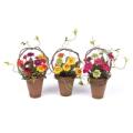 Potted Zinnia Arrangement (x3 Asst.) 12"H