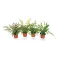 Potted Fern (x4 Asst.) 12"H