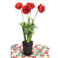 Tulips in Pot
