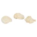 Shells (x3 Asst.)