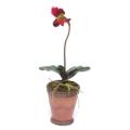 Potted Lady's Slipper Plant