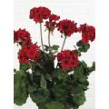 Geranium Bush x7 - 18" Polyester