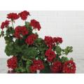Hanging Geranium Bush x14 - 30" Polyester