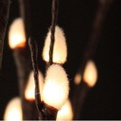 Natural Pussy Willow LED Lights
