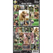 Border Terrier