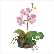 Everlasting Pink Orchid