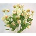Mini Sheer Open Rose Bush