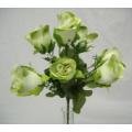 Velvet Rose Bud Bush X 7