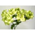 MP Open Rose Bush X 7