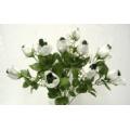 Angel Rose Bud Bush X 14