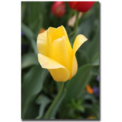Yellow Tulip by Cary Hahn-Gallery Wrapped 18x24 Ca