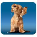 iPod Dog Deluxe Antimicrobial Mouse Pad/Mat