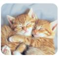 Cuddly Kittens  Deluxe Antimicrobial Mouse Pad/Mat