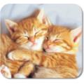 Specialty Mouse Mat Cuddly Kittens