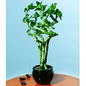 Live Curly Bamboo Plants