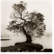  Coast Oak Tree 