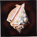 Wall Art Sea Shell C Wood