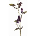 Fruit Tree, Eggplant