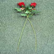 Single Trunk Rose