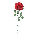 26" Red Velvet Rose