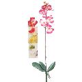 24" Orchid With 3 Leaves &amp; Roots Assorted