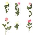 30" Single Bright Rose Assorted