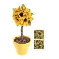 8.5" Sunflower Topiary In Pot