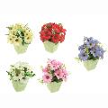 6.25" Daisy In Green Pot Assorted