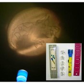 Kids's Monster Projector Flashlight by Cherrydale